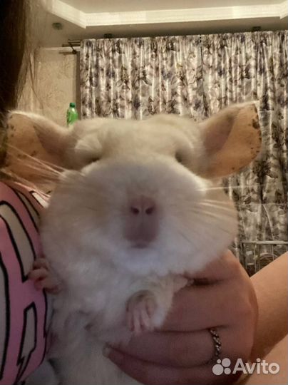 Шиншилла Белая