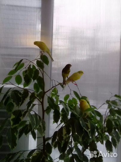 Кенара канарейки овсяночного напева от заводчика