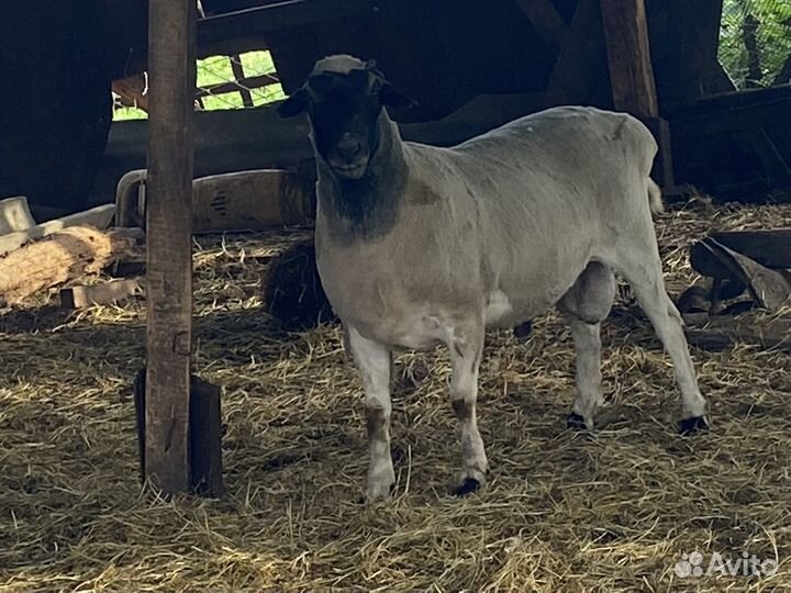 Баран дорпер