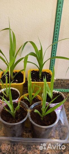 Пальма панданус