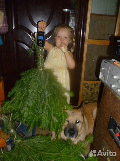 Пихтовые веники. свежие сибирские авито доставка