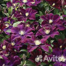 Клематис Варшавская Ночь