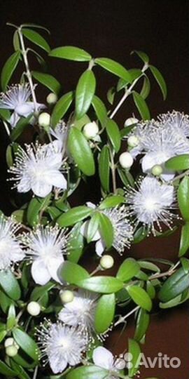 Хойя Керри,Мирт,Гиппеаструм