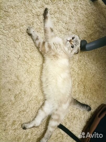 Шотландские вислоухие котята