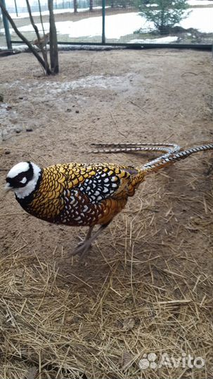 Продажа Фазанов