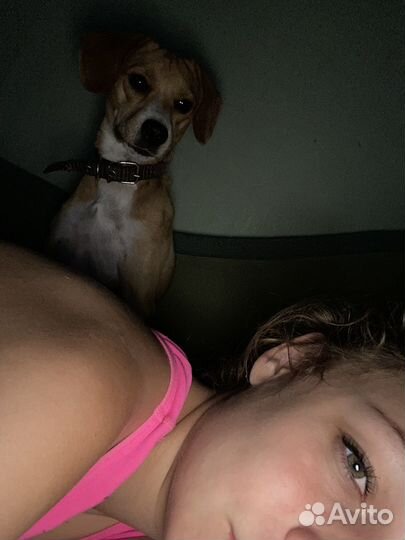 Собака в добрые руки