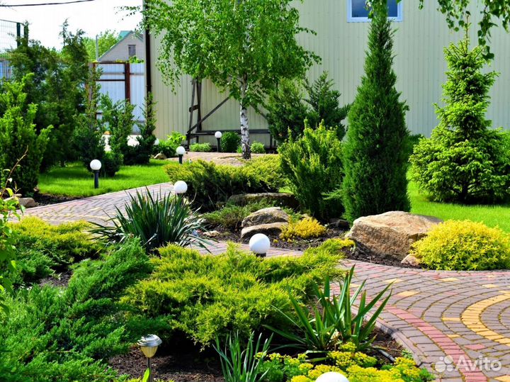 Туи вип класса