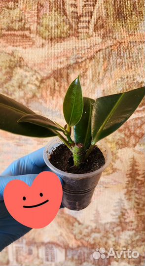 Фикус и Пеперомия туполистная