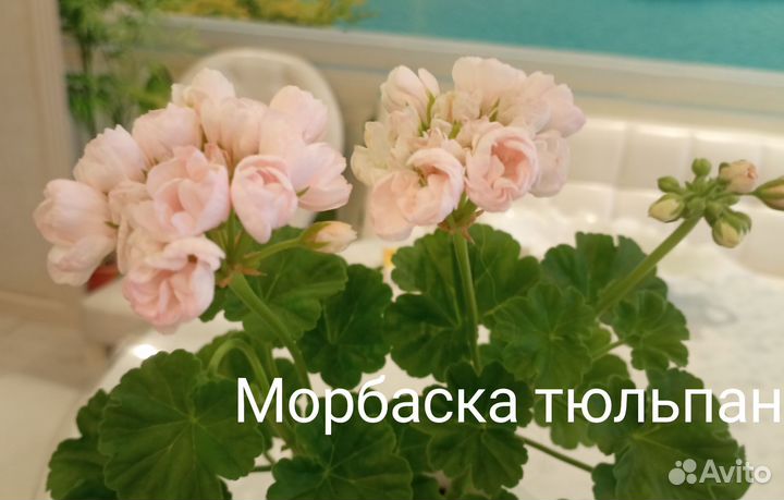 Пеларгония герань сортовая