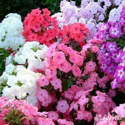 Многолетние садовые цветы