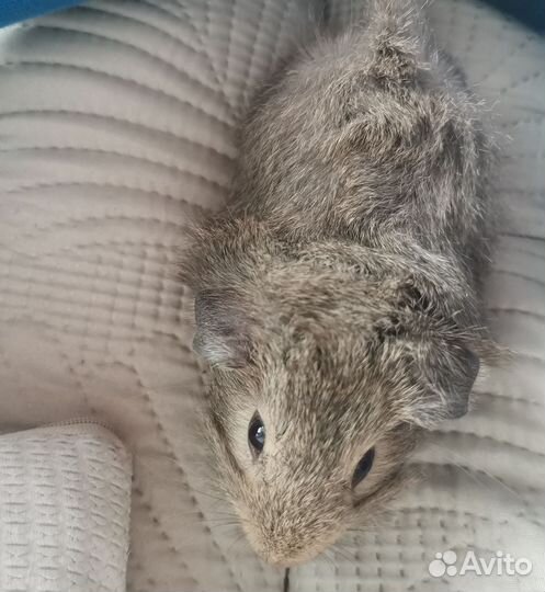 Морская свинка