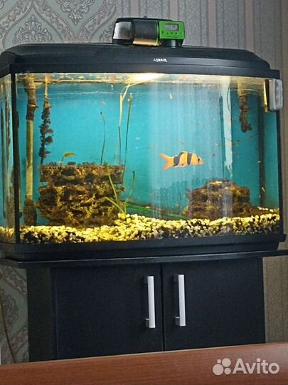 Аквариум