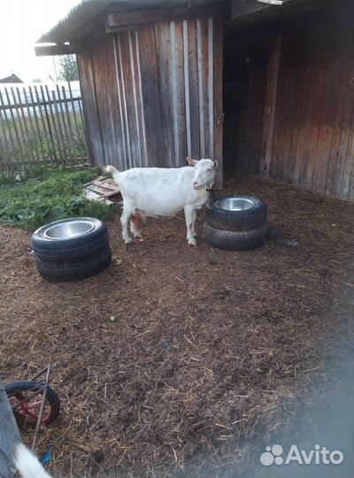 Чистокровный зааненские козлята