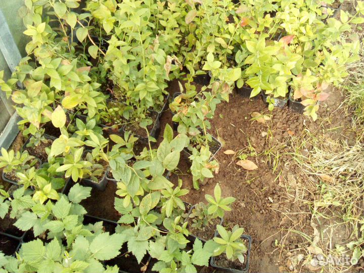 Голубика оптом (сортов много)