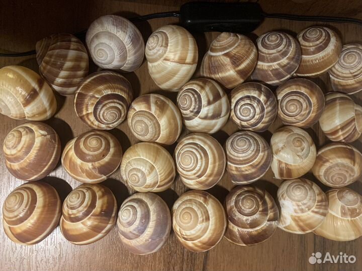 Раковина Виноградной улитки