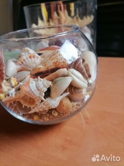 Морские ракушки раковины