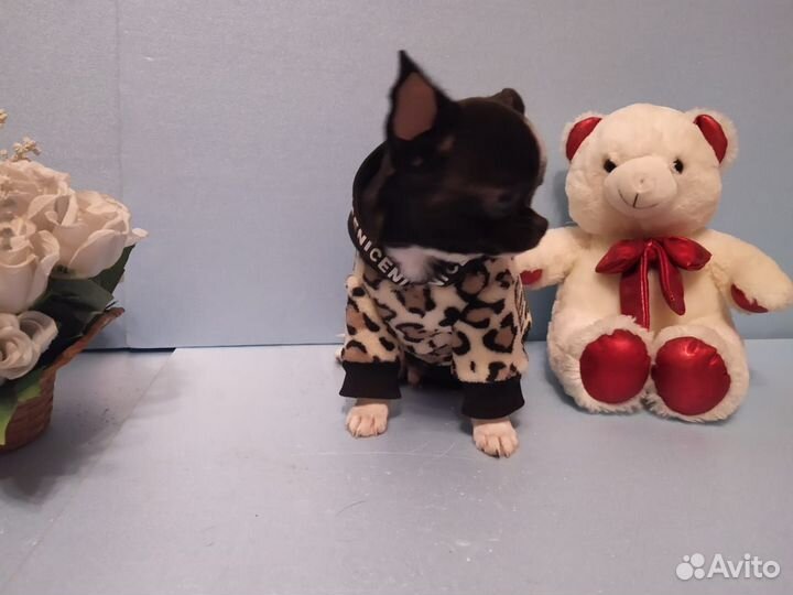 Миниатюрный мальчик чихуахуа