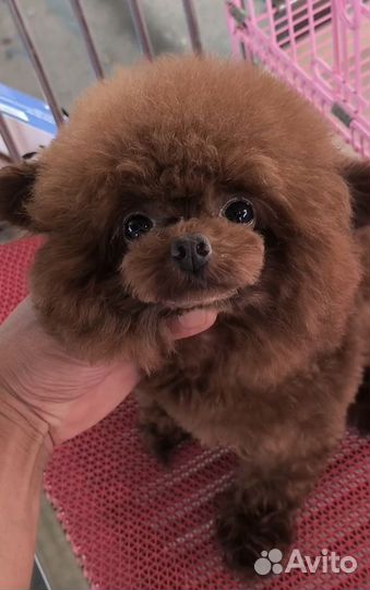 Тикап тедди пудель китай