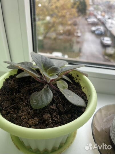 Фиалка в горшках