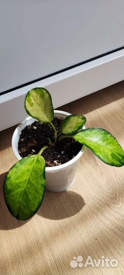 Растения мик