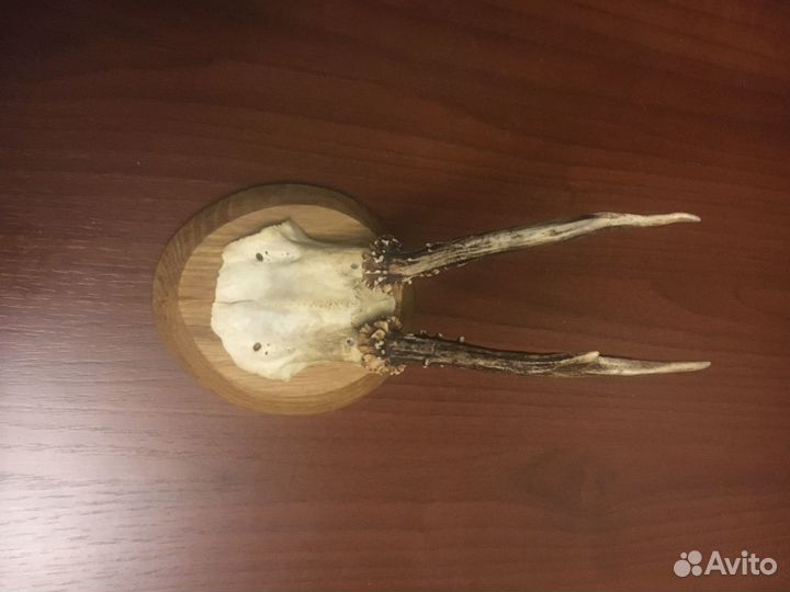 Продаются рога косули на медальоне