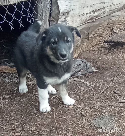 Ищем дом для бездомных щенят, отдам в хорошие руки