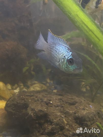 Аквариумные рыбки