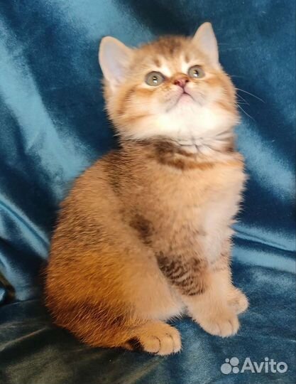 Британские котята золотая шиншилла