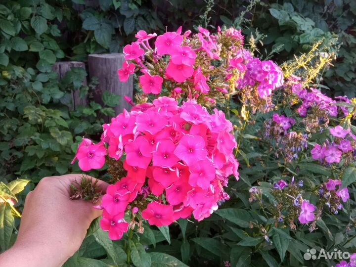 Флоксы, хризантемы, астильба