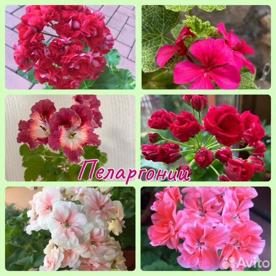 Комнатные и садовые растения