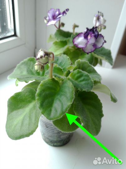 Фиалка Midnight Twist