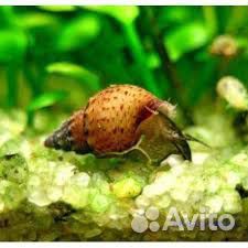Улитки аквариумные
