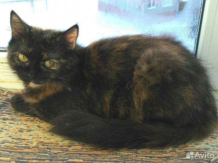 Отдам кошечку