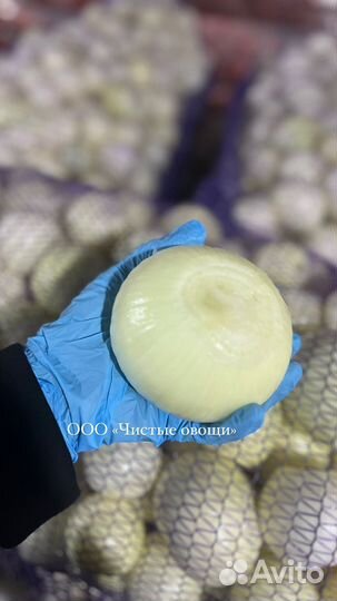 Лук очищенный