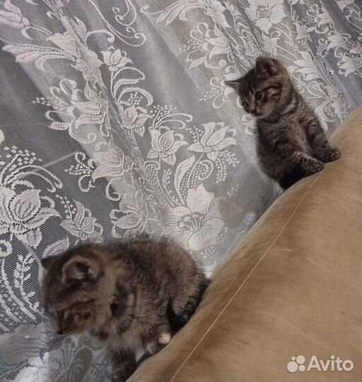 Полосатые котята мальчик и девочка