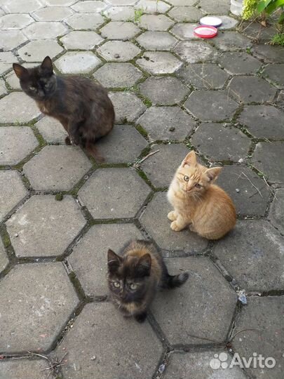 Котята в добрые руки