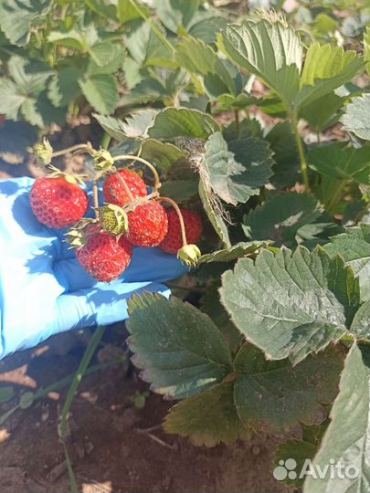 Усы Виктория ремонтантная Лиза