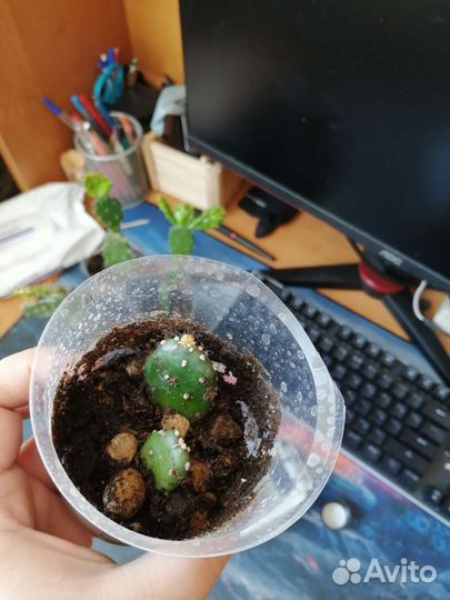 Кактус опунция отводки