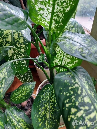 Диффенбахия