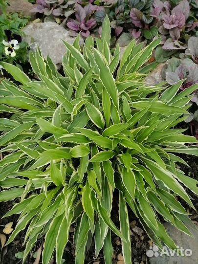 Хосты, гейхеры