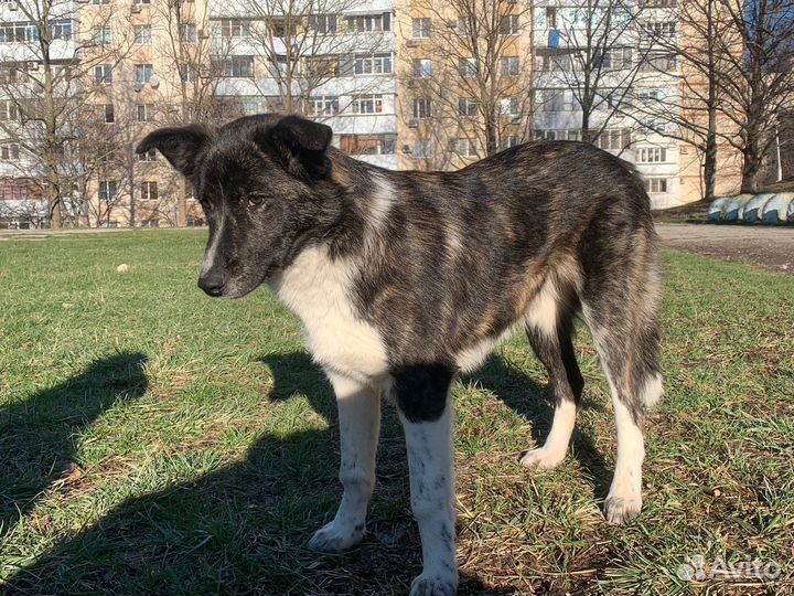 Собака в добрые руки отдам бесплатно