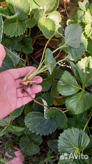 Усы Клубники ремонтантной