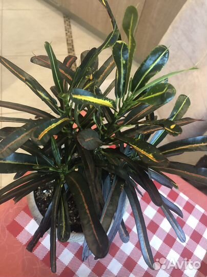 Кротон Кодиеум Ред.банана