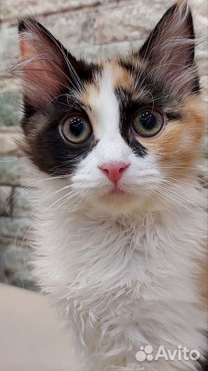 Манчкин long в любимцы