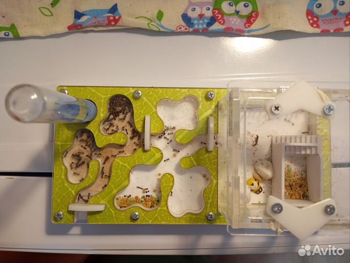 Муравьиная ферма