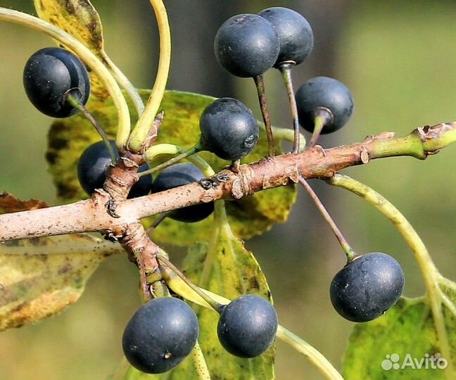 Семена Крушины даурской