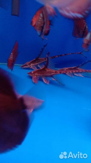 Аквариумные рыбки