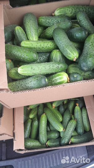 Огурцы свежие