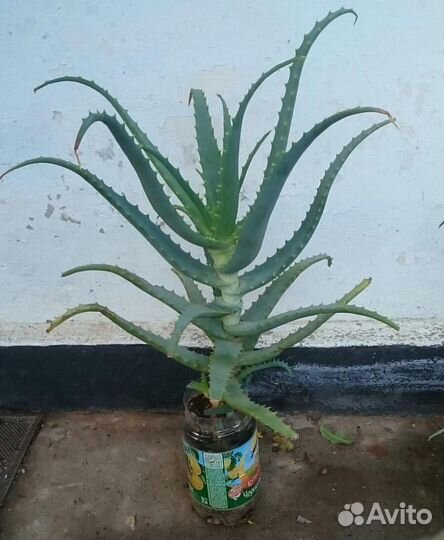 Алоэ лечебный