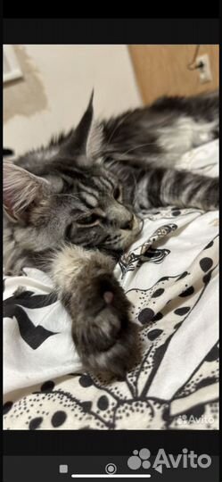 Мейн-кун Палидак